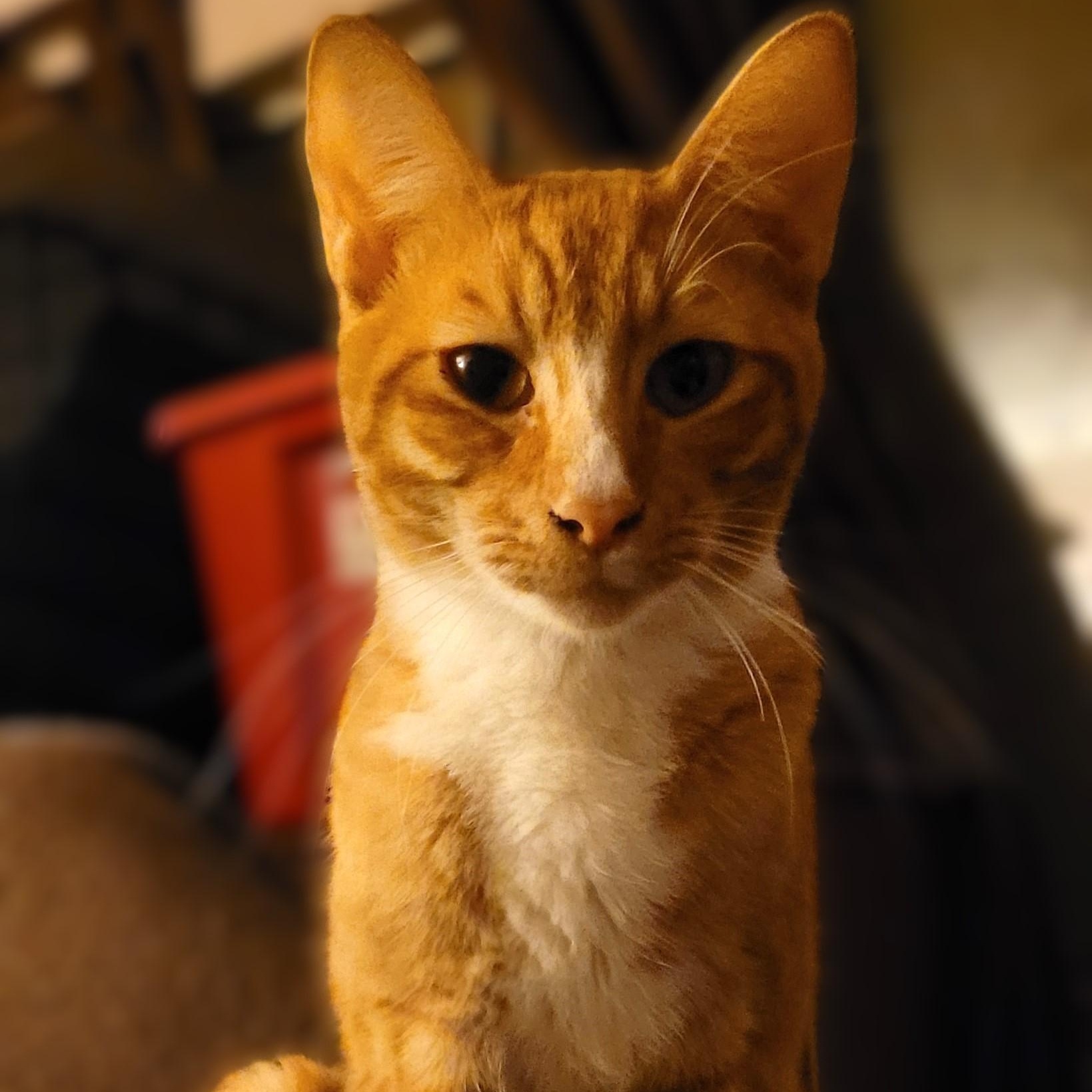 Simba
