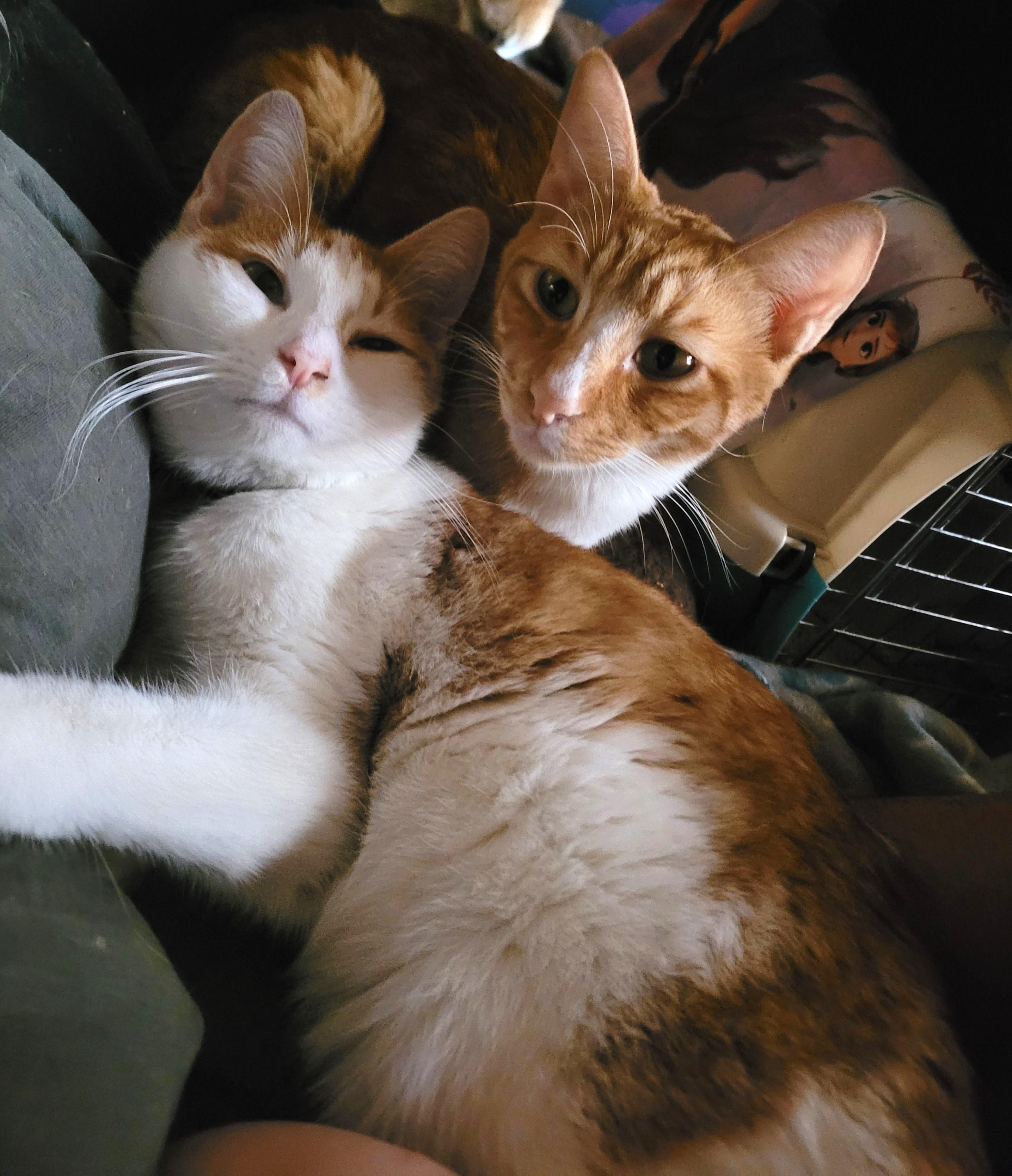 Simba
