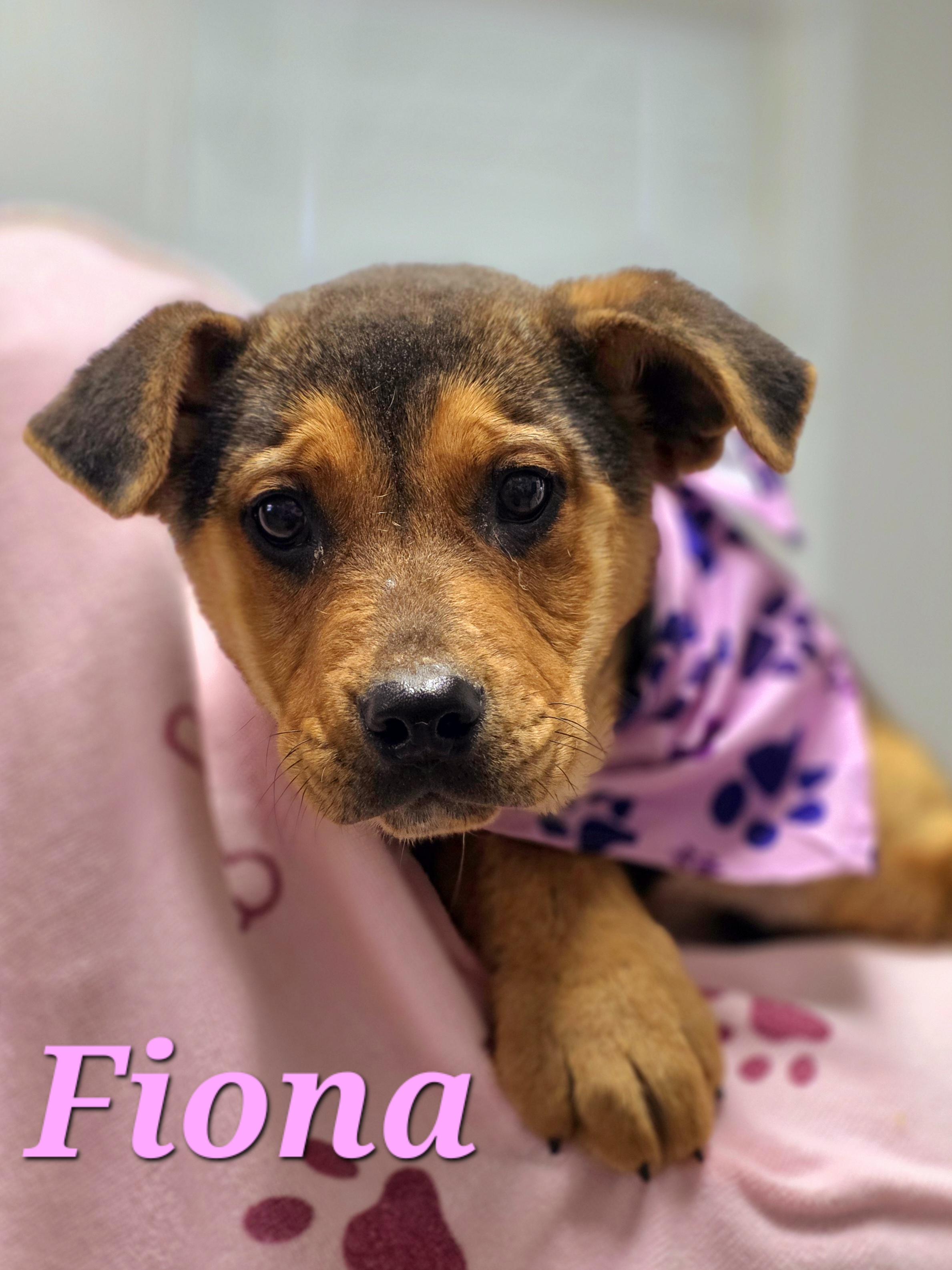 Enlarge Fiona , an adopted mixed breed in Walthill, NE image 1/1