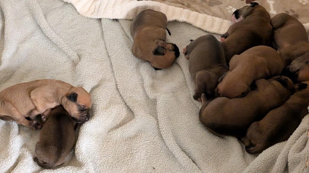 Enlarge Harper, a Adoptable mixed breed in Seven Points, TX image 1/1