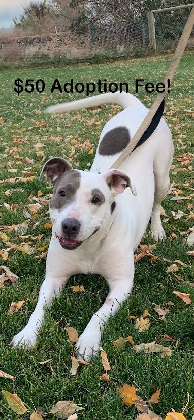 Enlarge Keesha, a Adoptable mixed breed in Walla Walla, WA image 4/5