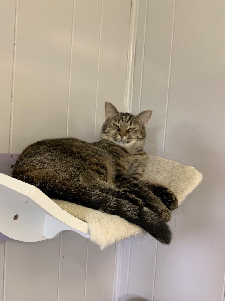 Enlarge Kate, a Adoptable mixed breed in Portland, IN image 2/2