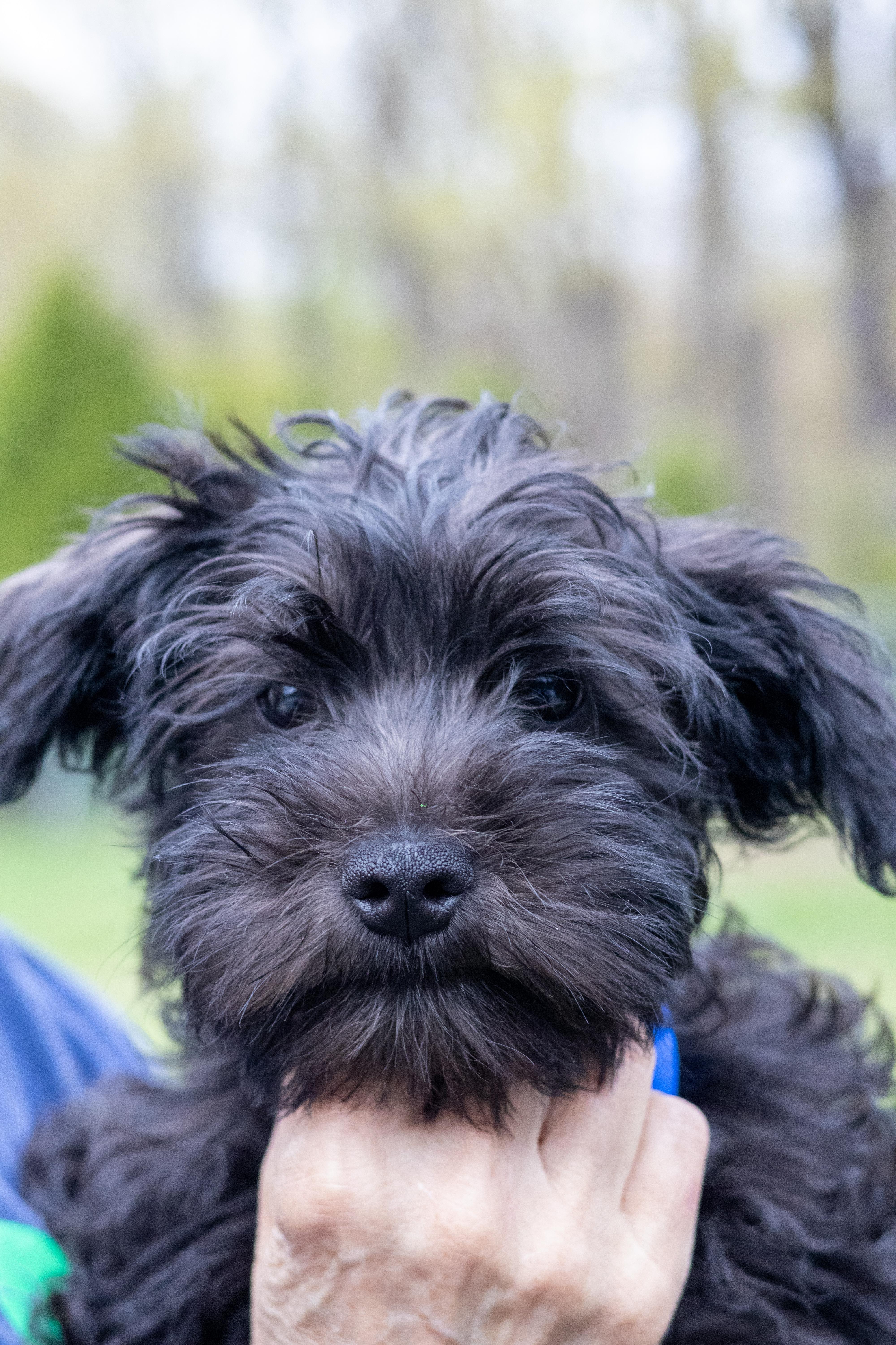 Enlarge Sport, a Adopted mixed breed in Terryville, CT image 3/5