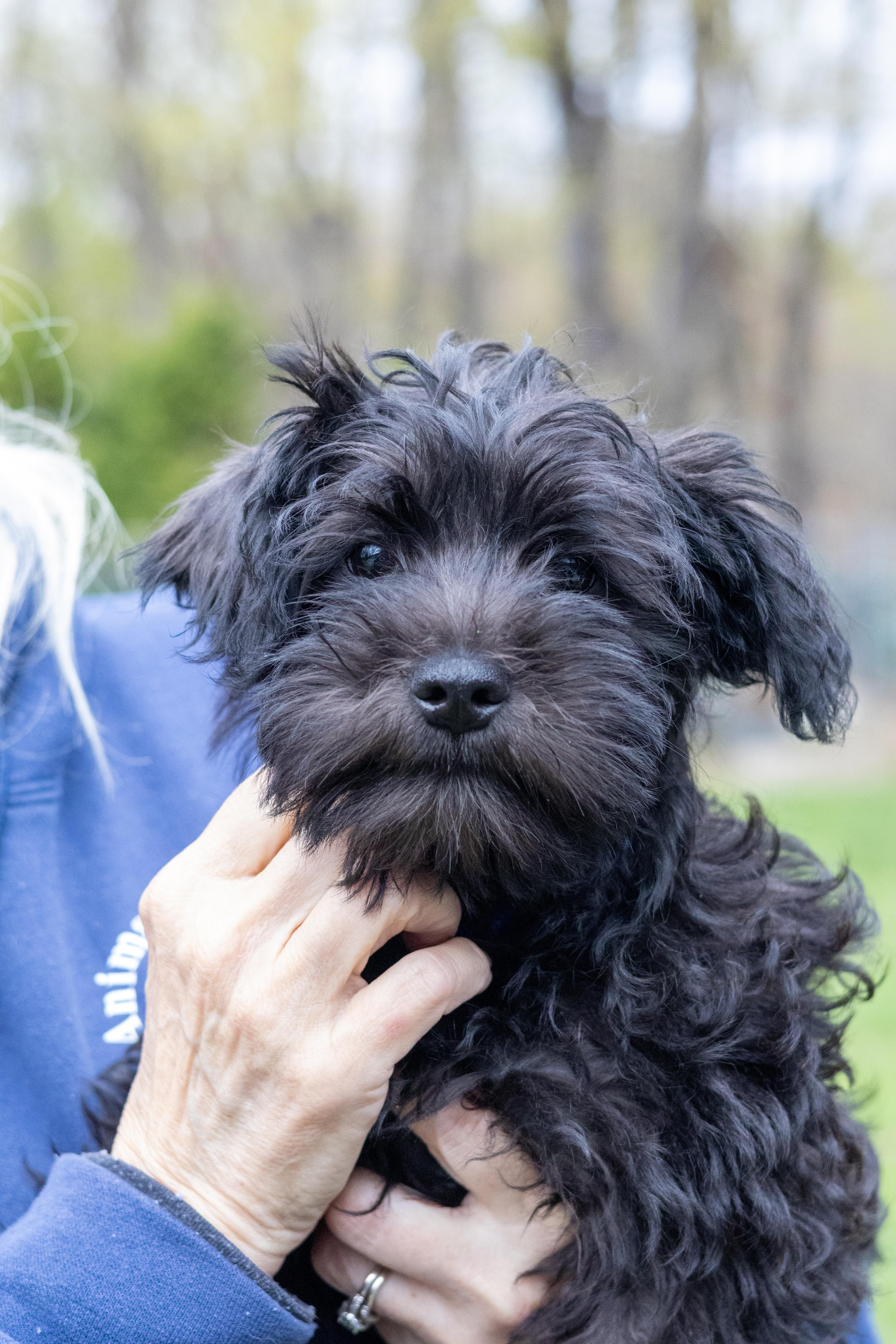 Enlarge Sport, a Adopted mixed breed in Terryville, CT image 5/5