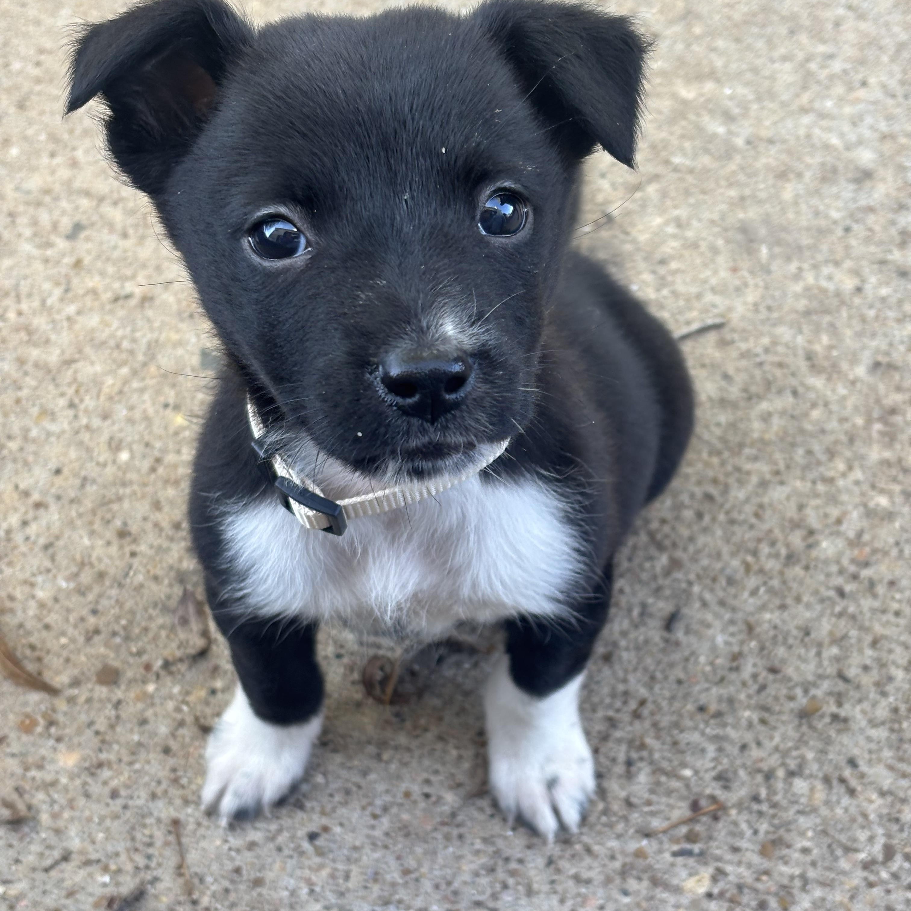 Enlarge Ellena, a ADOPTABLE mixed breed in Houston, TX image 1/4