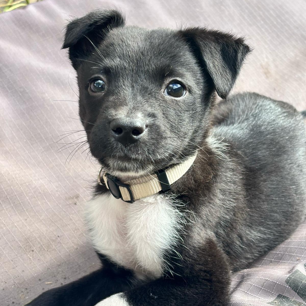 Enlarge Ellena, a ADOPTABLE mixed breed in Houston, TX image 4/4