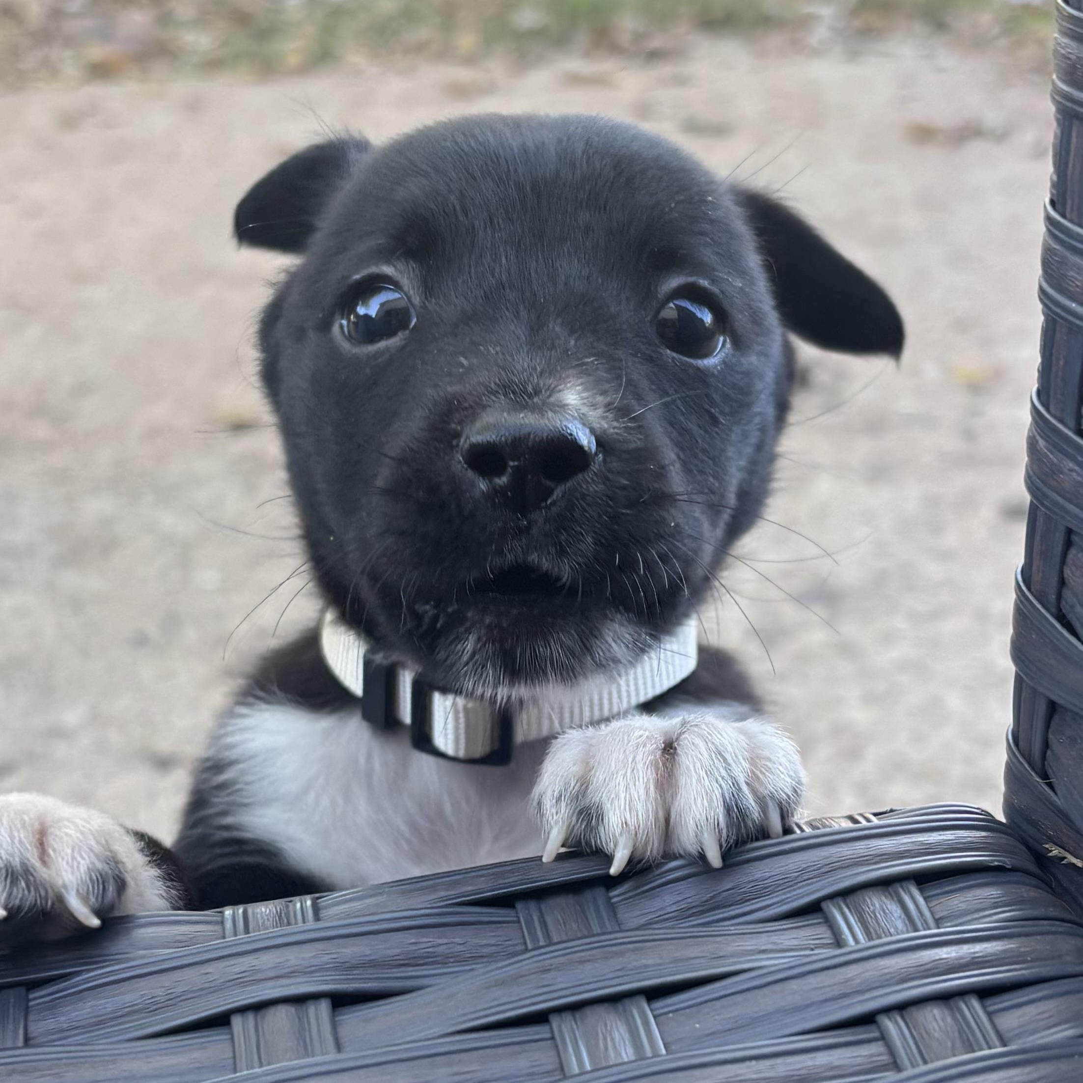 Enlarge Ellena, a ADOPTABLE mixed breed in Houston, TX image 2/4