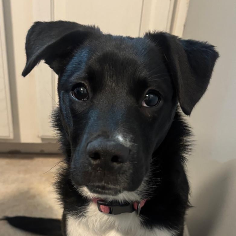 Ellena, ADOPTABLE, Puppy Female Border Collie.