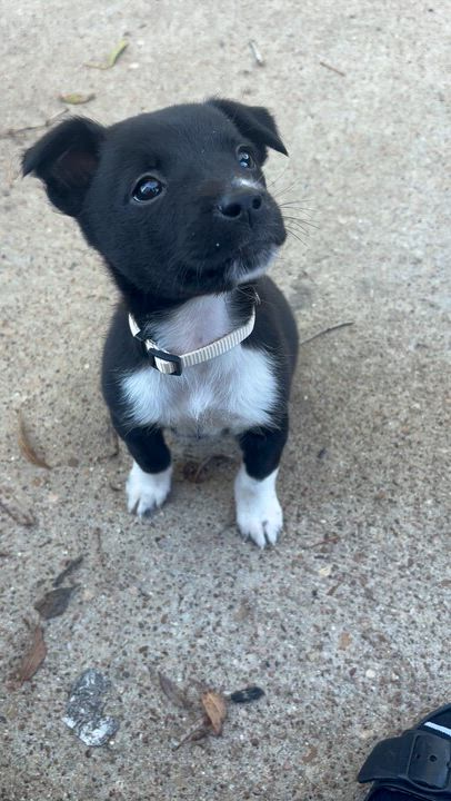 Enlarge Ellena, a ADOPTABLE mixed breed in Houston, TX video 3/4