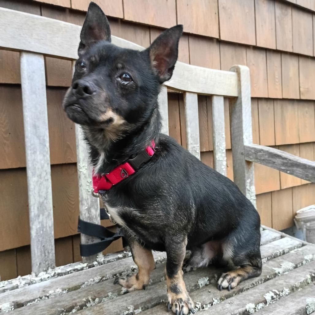 Levi, ADOPTABLE, Adult Male Chihuahua.
