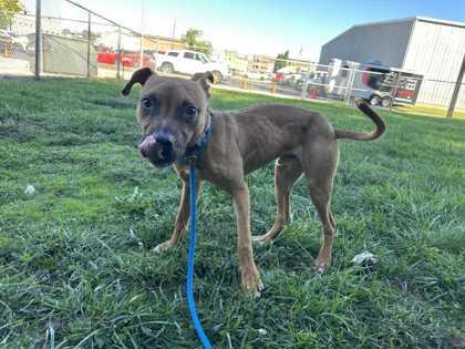 Drake, a Adoptable mixed breed in New Albany, IN image 1/3