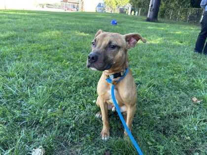 Drake, a Adoptable mixed breed in New Albany, IN image 2/3