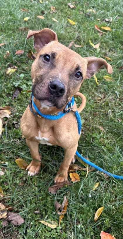 Drake, a Adoptable mixed breed in New Albany, IN image 3/3