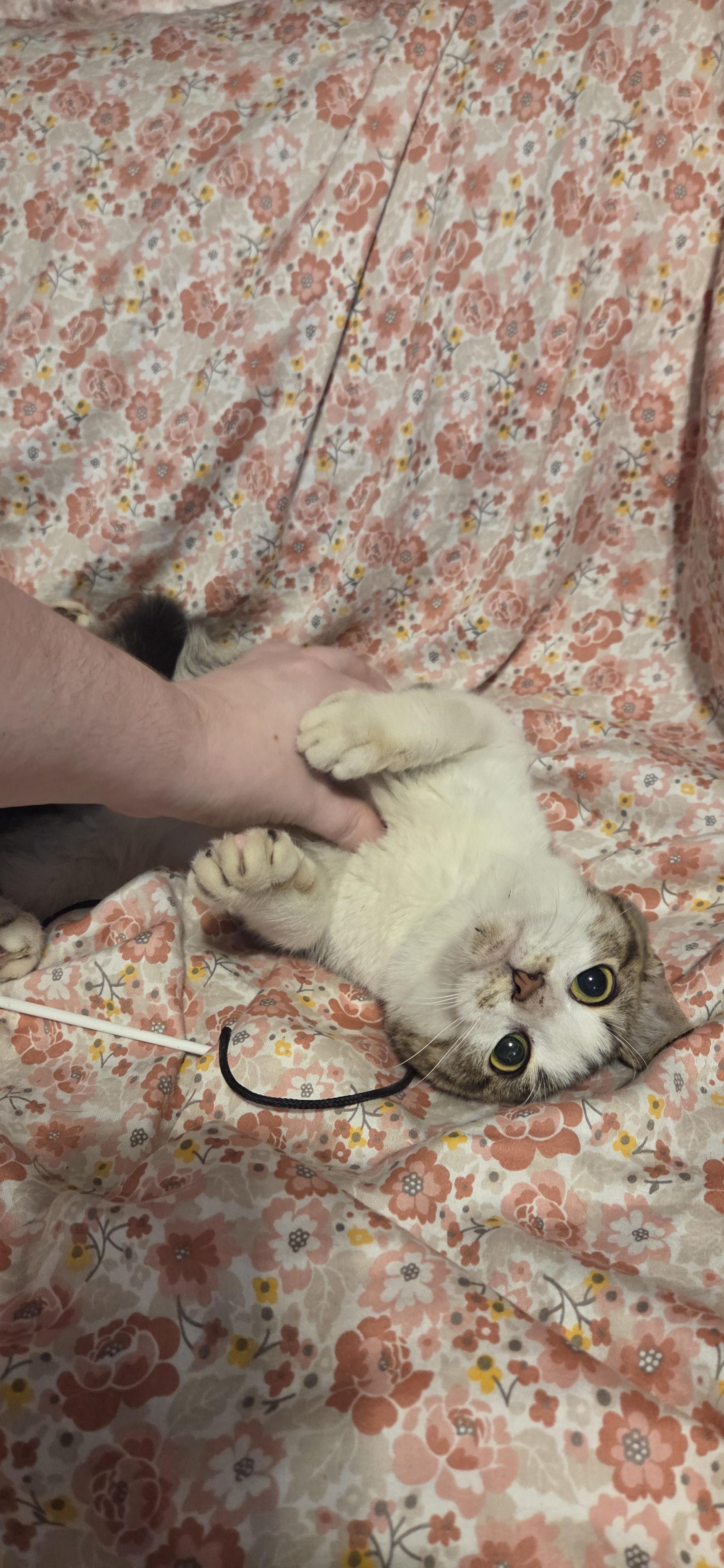 Enlarge Leomord, an adoptable mixed breed in Evansville, IN image 1/2