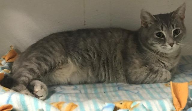 Enlarge Sylvia, a Adoptable mixed breed in Hastings, NE image 1/1