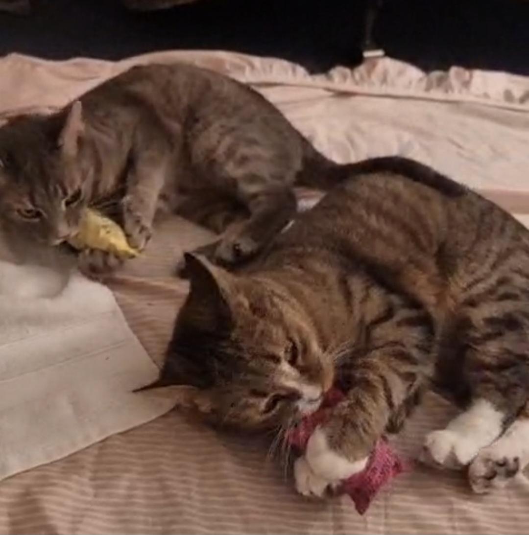 Enlarge Buttercup, a ADOPTABLE mixed breed in Harrisburg, PA image 5/5