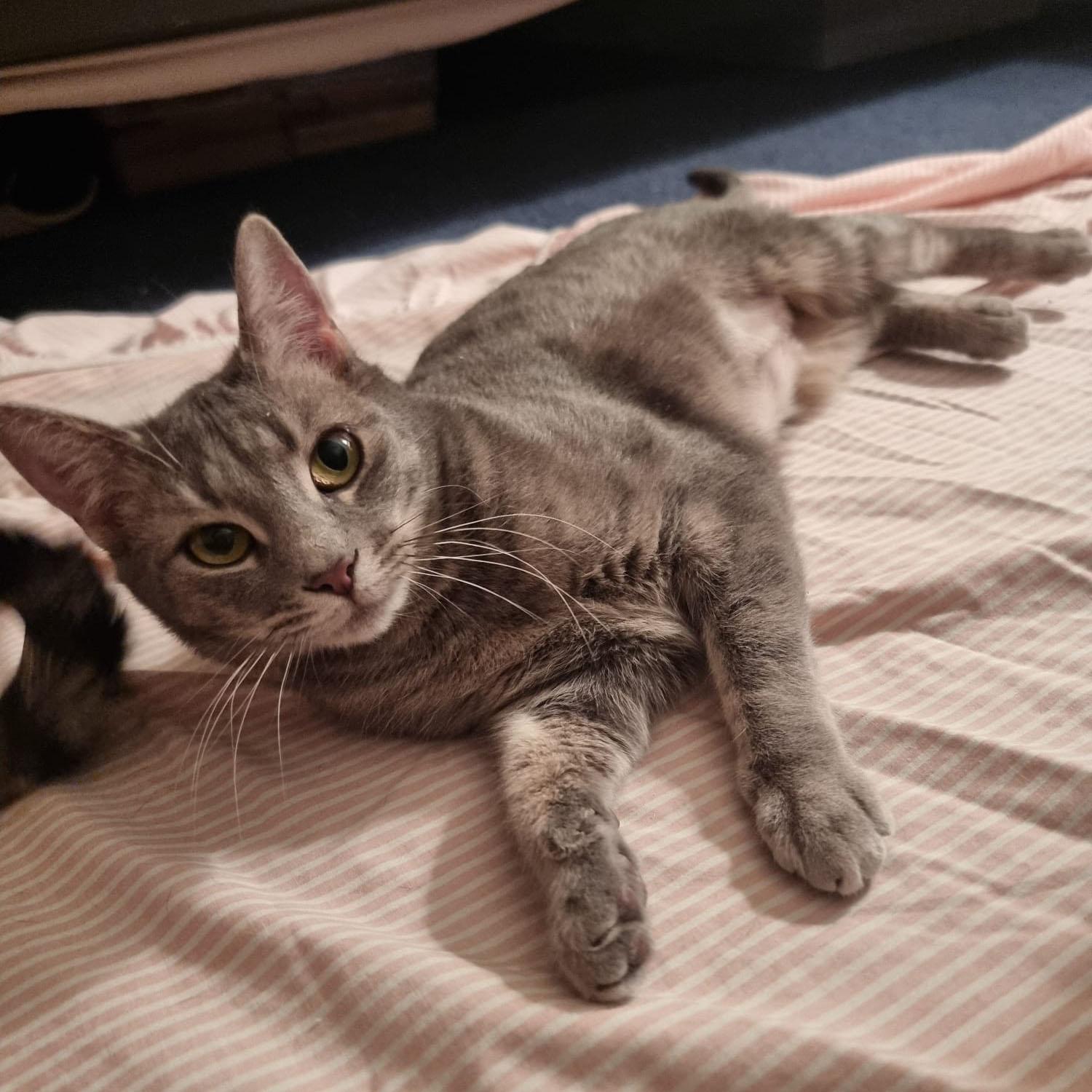 Enlarge Buttercup, a ADOPTABLE mixed breed in Harrisburg, PA image 2/5