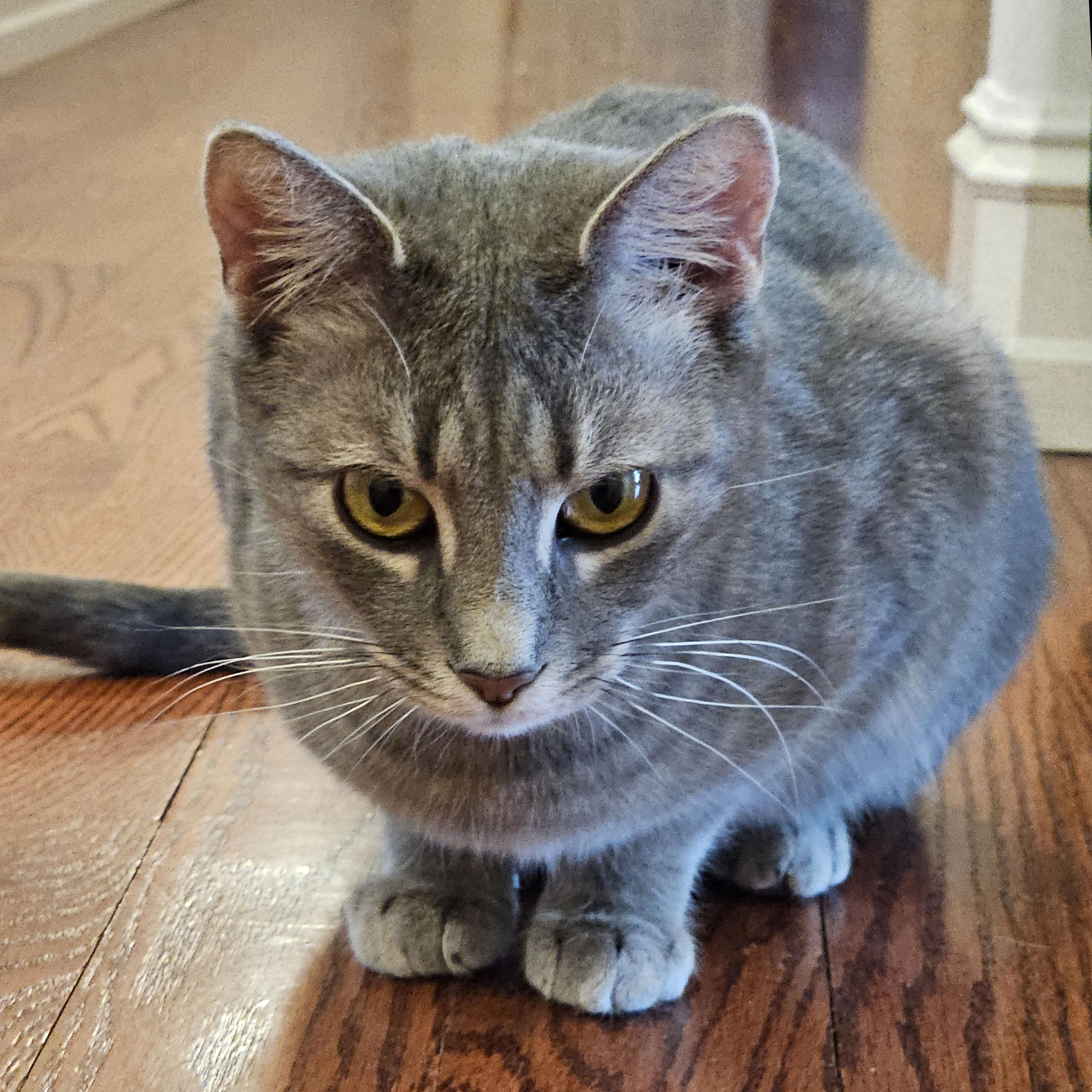 Enlarge Buttercup, a ADOPTABLE mixed breed in Harrisburg, PA image 1/5