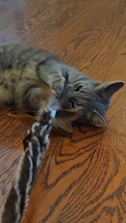 Enlarge Buttercup, a ADOPTABLE mixed breed in Harrisburg, PA video 4/5