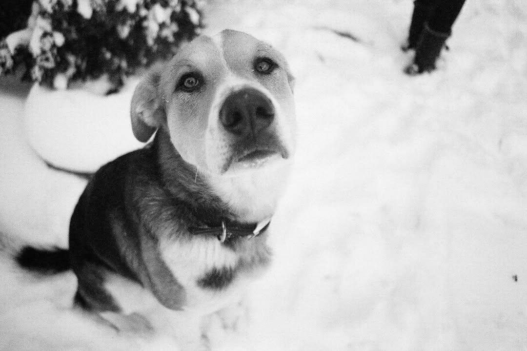 Jakey, an adoptable German Shepherd Dog, Beagle in Winnipeg, MB, R2C 3A4 | Photo Image 3
