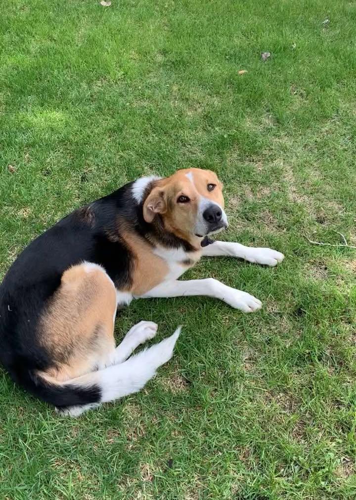 Jakey, an adoptable German Shepherd Dog, Beagle in Winnipeg, MB, R2C 3A4 | Photo Image 2