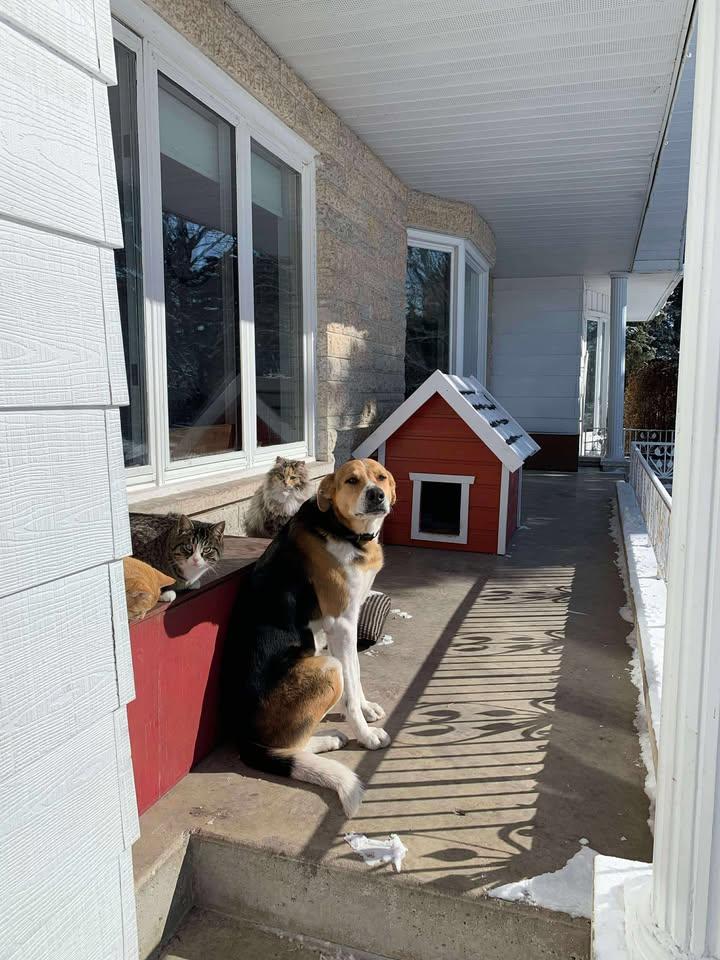 Jakey, an adoptable German Shepherd Dog, Beagle in Winnipeg, MB, R2C 3A4 | Photo Image 1