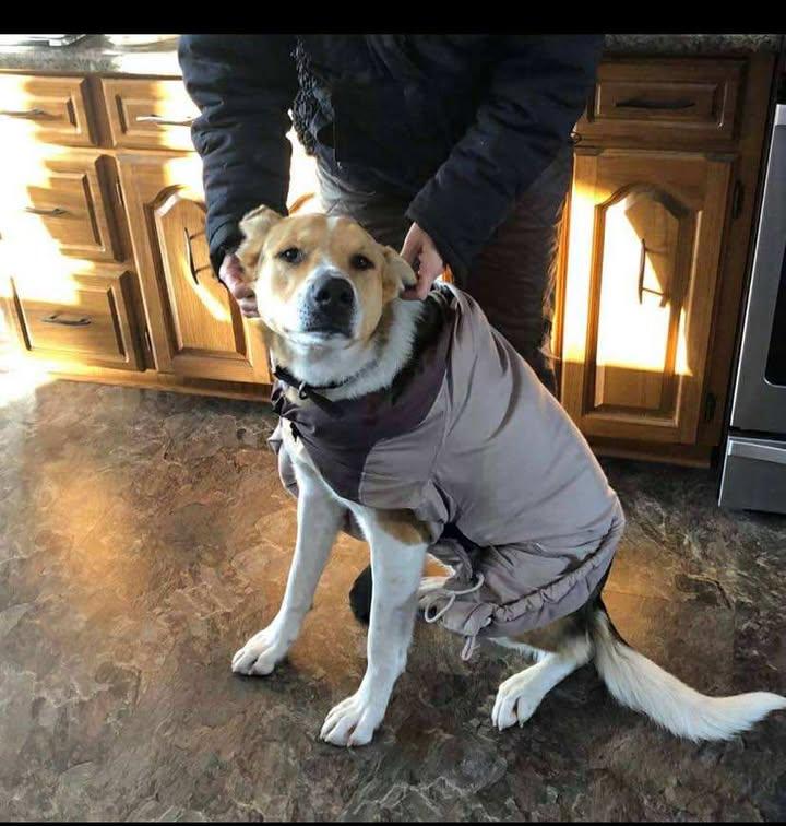 Jakey, an adoptable German Shepherd Dog, Beagle in Winnipeg, MB, R2C 3A4 | Photo Image 4