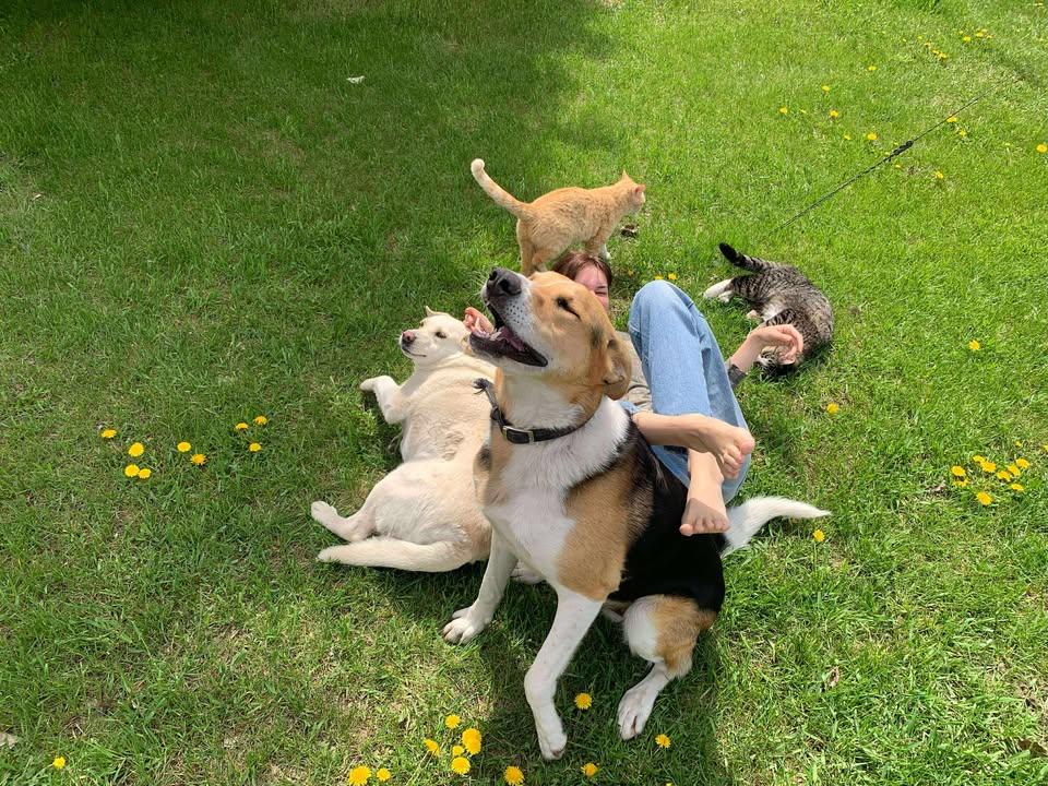 Jakey, an adoptable German Shepherd Dog, Beagle in Winnipeg, MB, R2C 3A4 | Photo Image 5