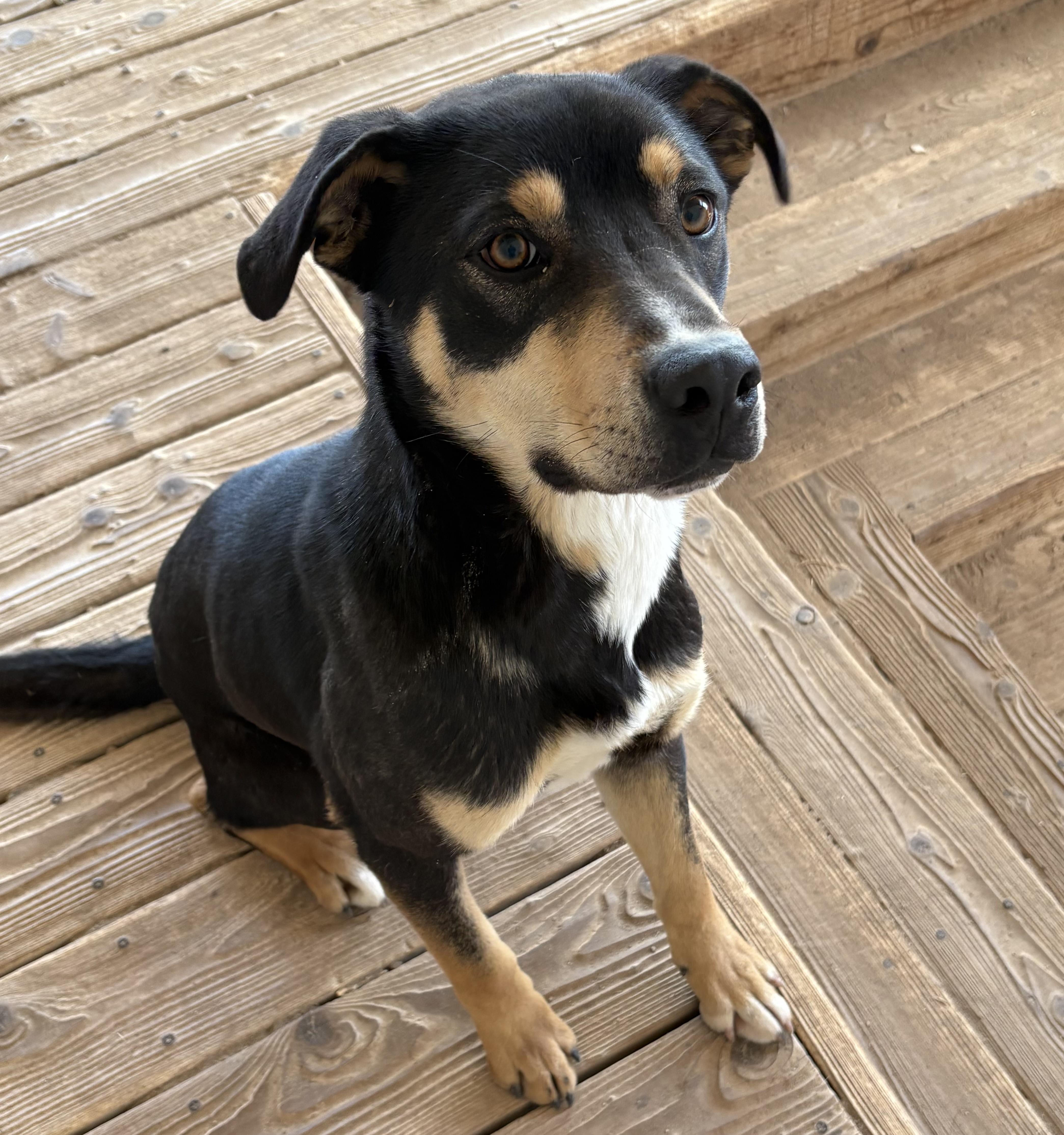 Tanner, an adoptable Mixed Breed in Cheyenne, WY_image-1