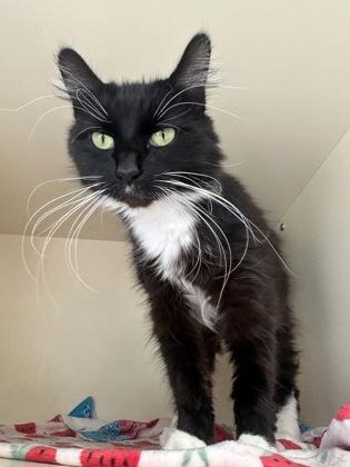 Anne Bonny, Adoptable, Adult Female Domestic Medium Hair.