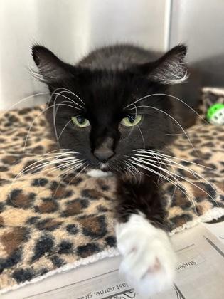 Anne Bonny, a Adoptable mixed breed in DeKalb, IL image 2/4