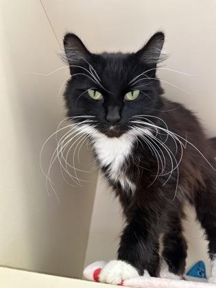 Anne Bonny, a Adoptable mixed breed in DeKalb, IL image 4/4