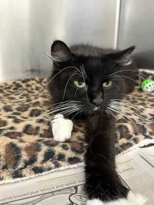 Anne Bonny, a Adoptable mixed breed in DeKalb, IL image 3/4