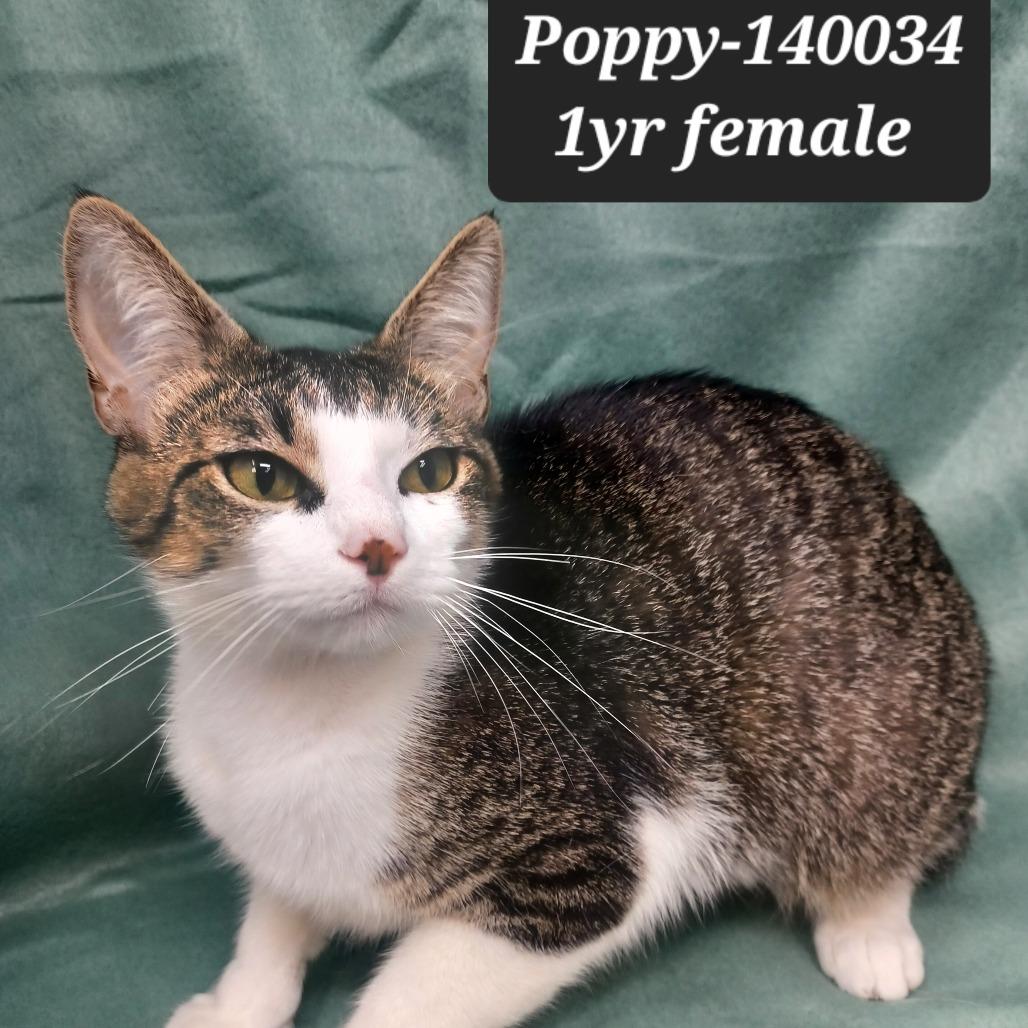 Enlarge Poppy, a Adoptable Domestic Short Hair in New Tazewell, TN image 1/1