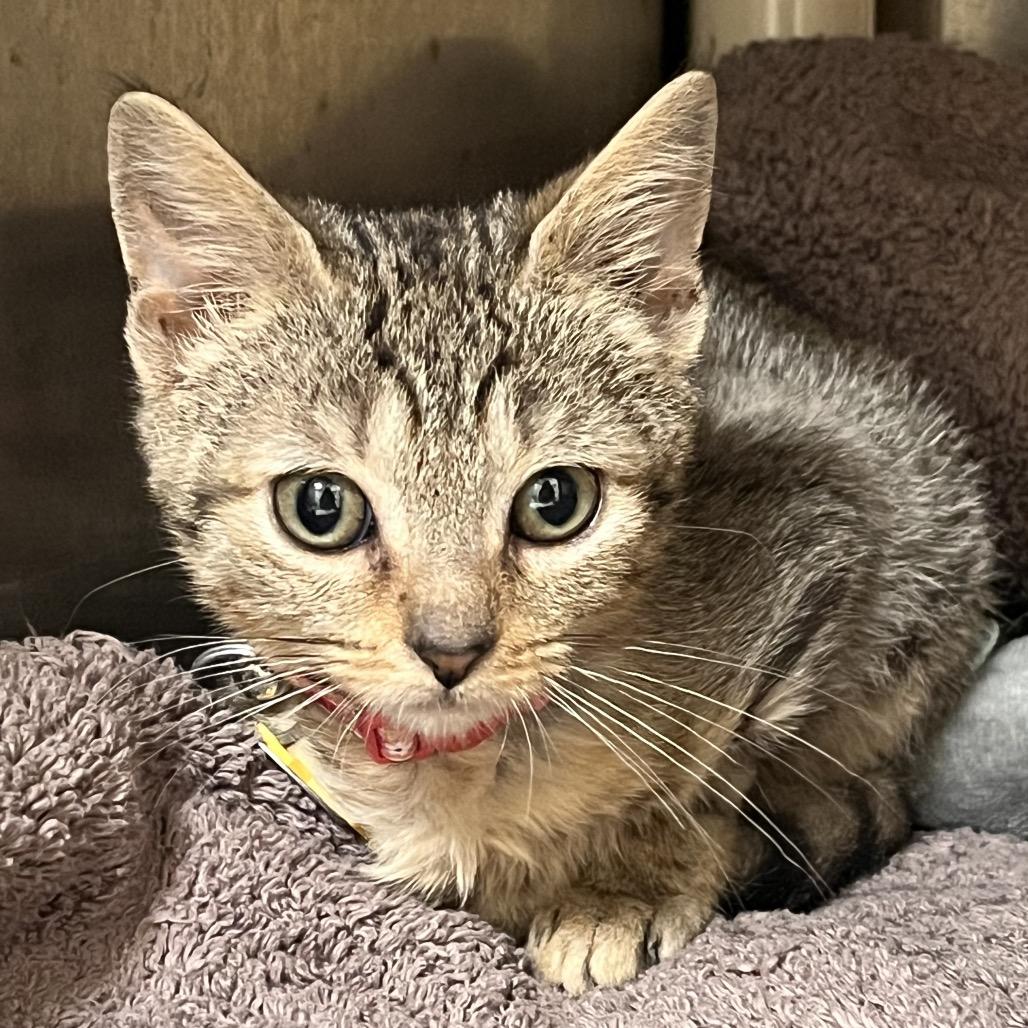 Enlarge H213088 Elma, a Adoptable Domestic Short Hair in Port Washington, NY image 1/1