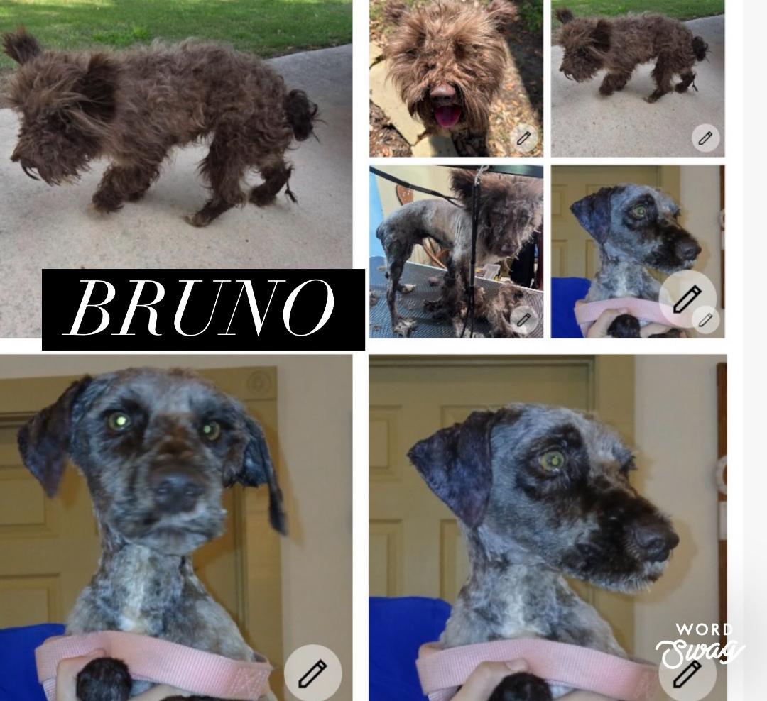 Bruno, adopted, Adult Male Cairn Terrier & Miniature Poodle.