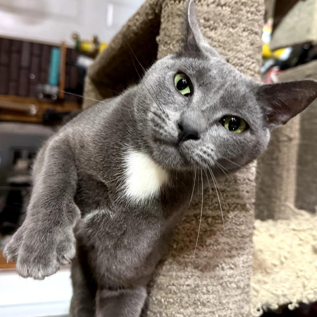 Enlarge Leo, a Adoptable Domestic Short Hair in Ringtown, PA image 1/3