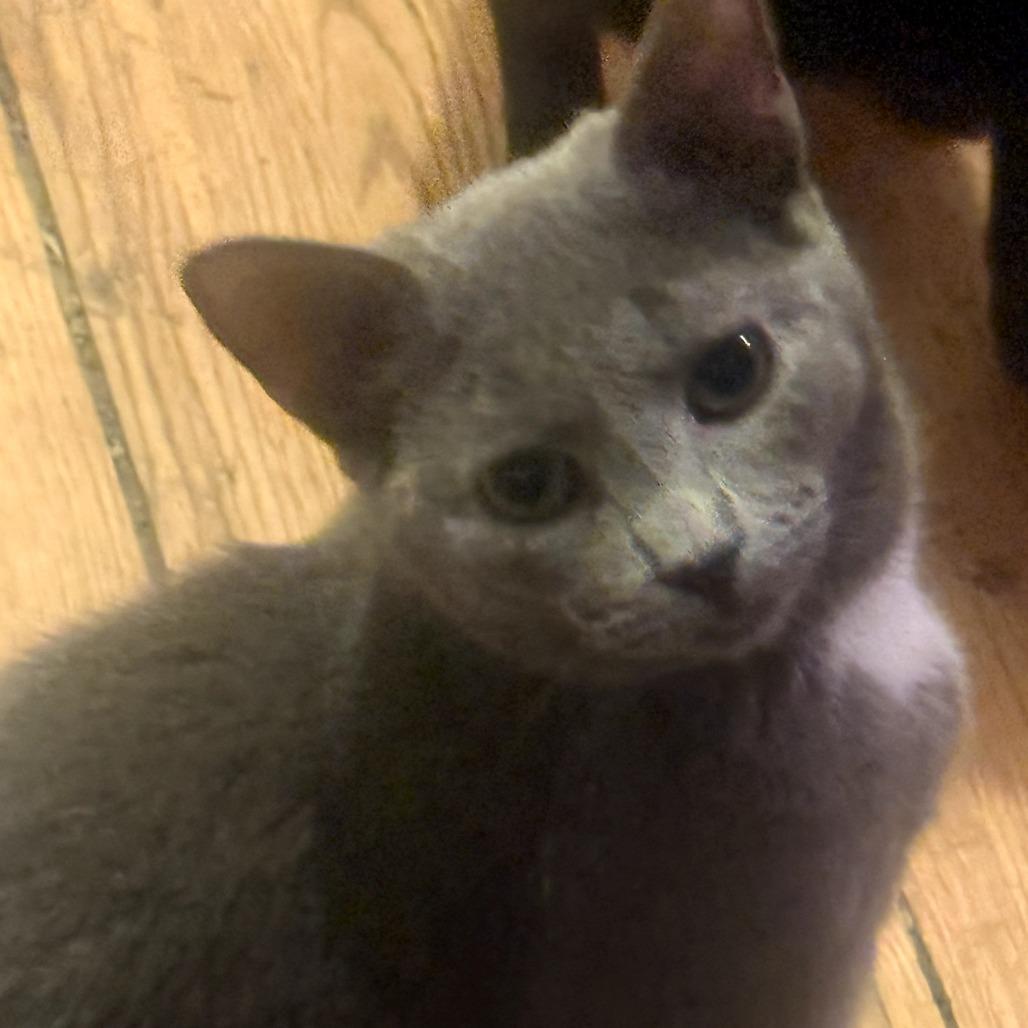 Enlarge Leo, a Adoptable Domestic Short Hair in Ringtown, PA image 2/3