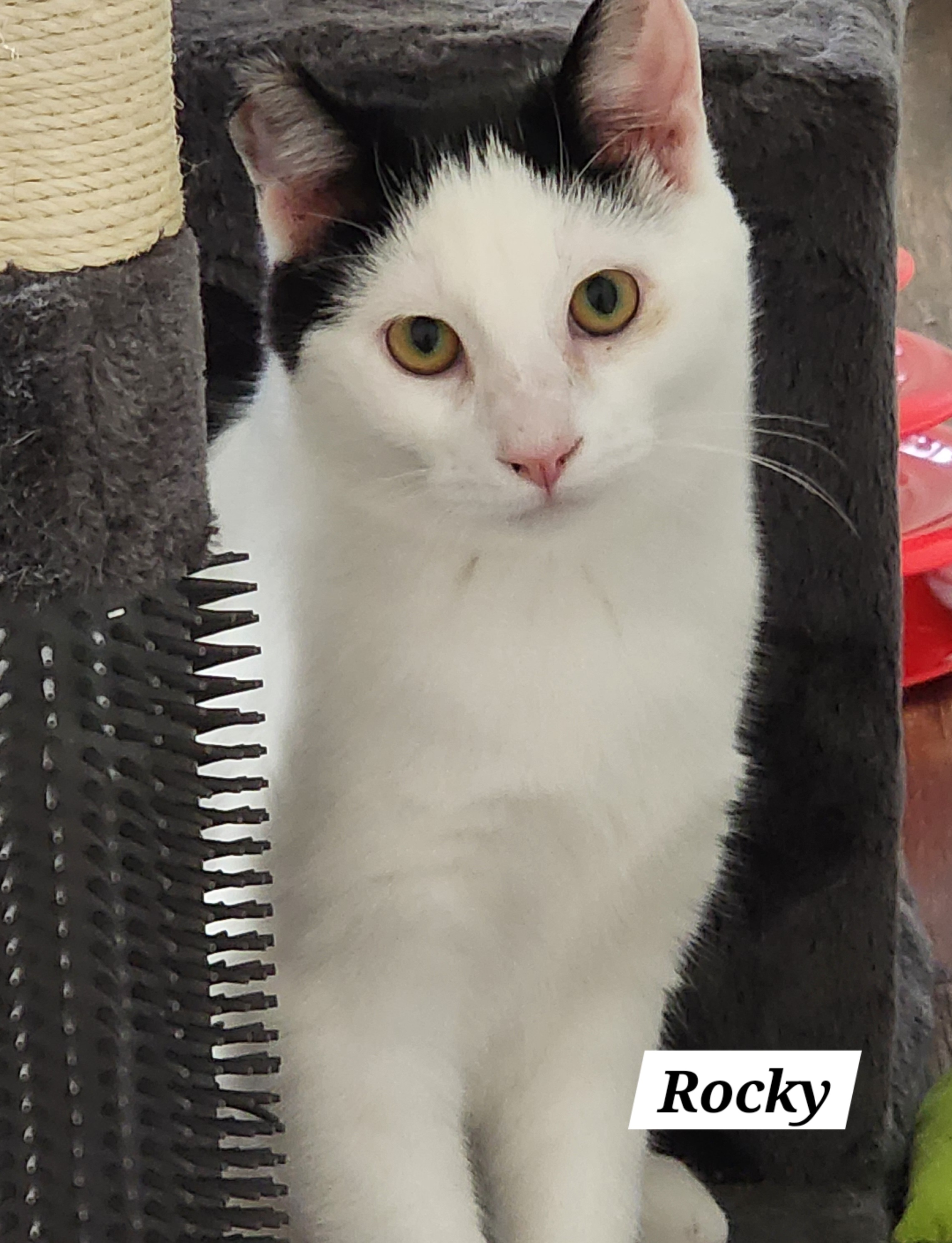 Rocky, Adoptable, Adult Male Domestic Short Hair.