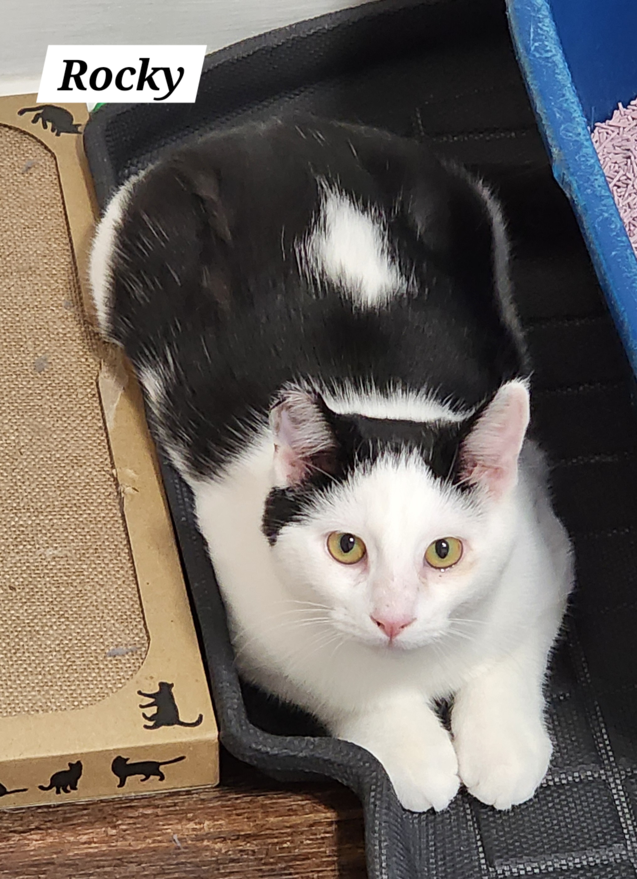 Enlarge Rocky, a Adoptable Domestic Short Hair in Irwin, PA image 3/5