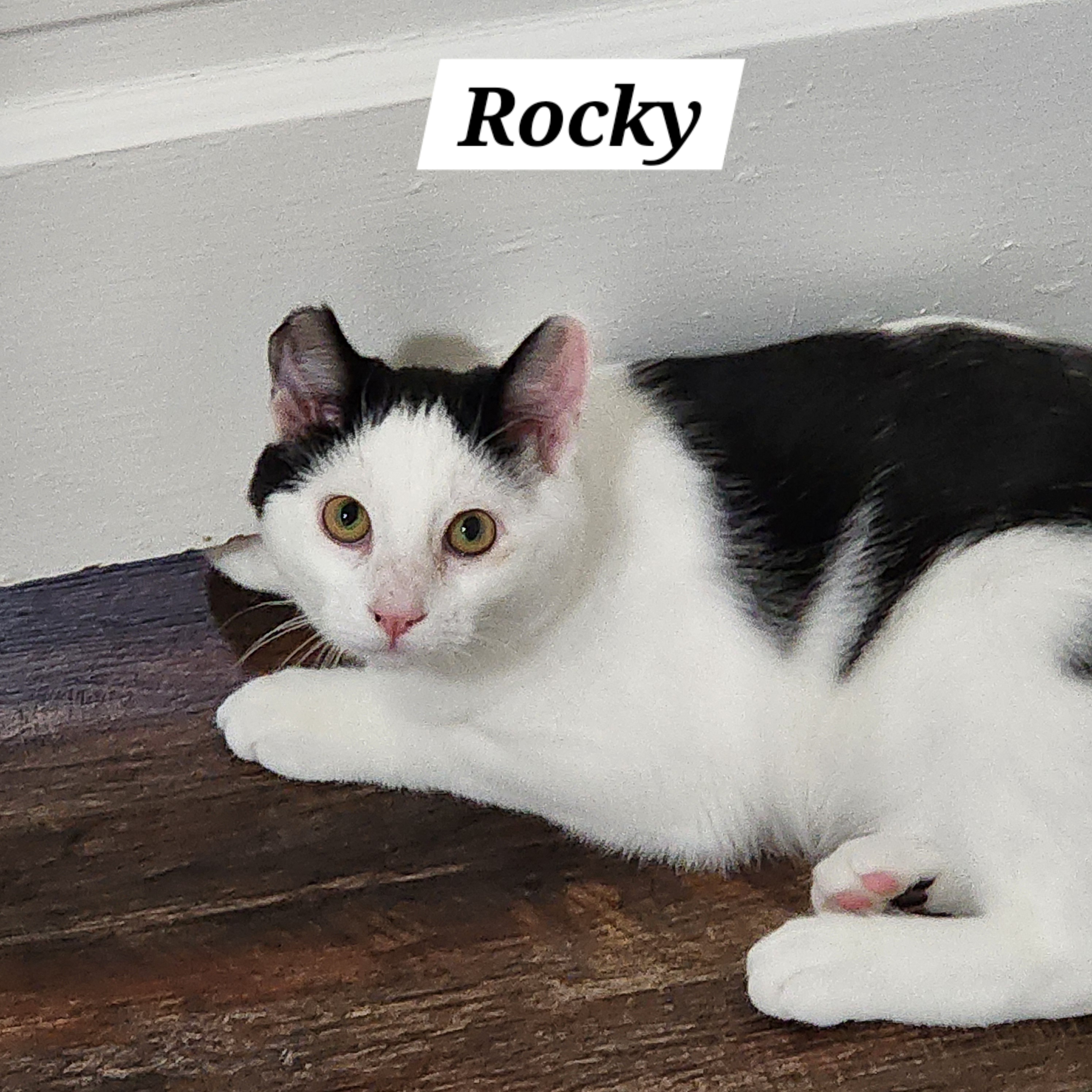 Enlarge Rocky, a Adoptable Domestic Short Hair in Irwin, PA image 2/5