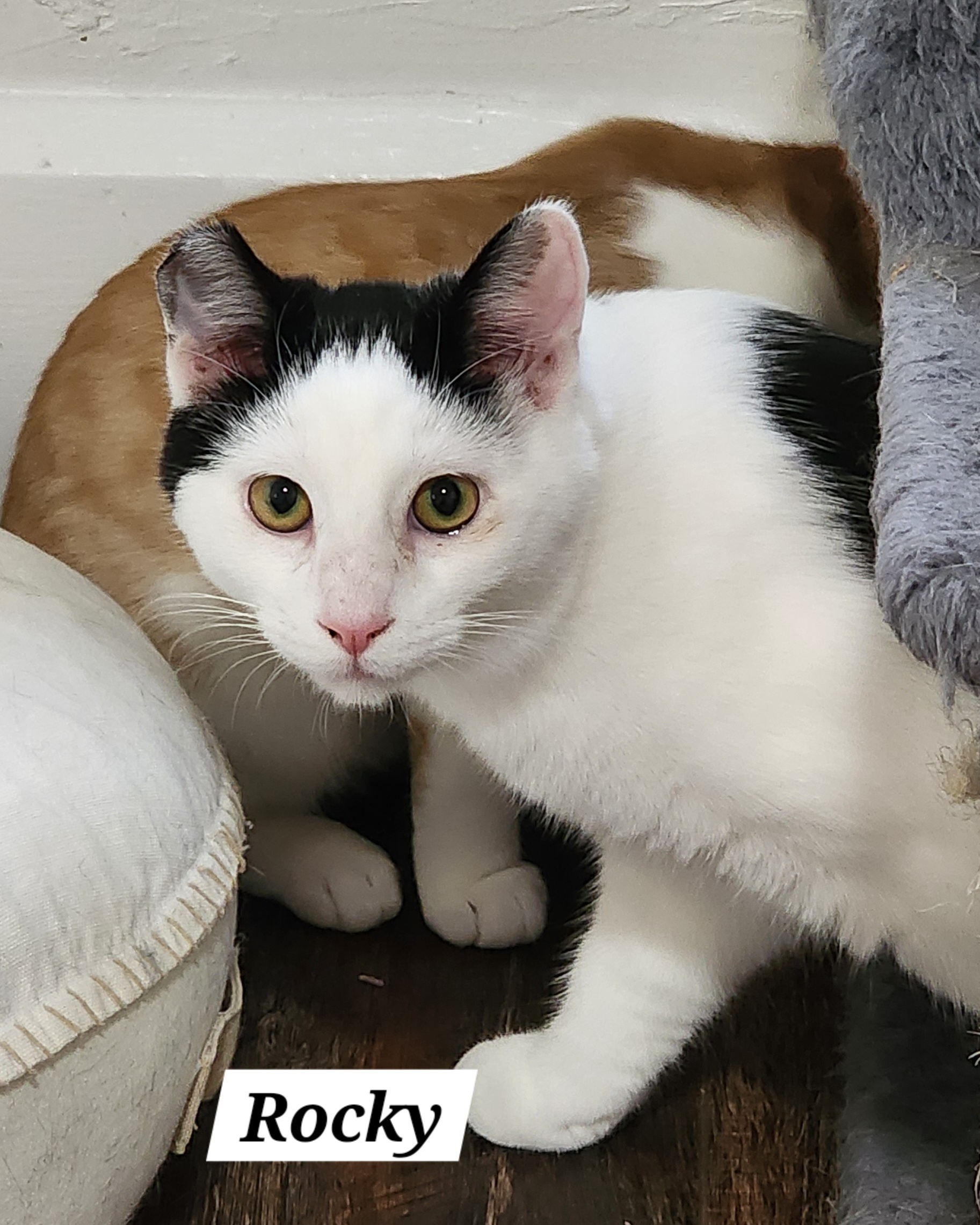 Enlarge Rocky, a Adoptable Domestic Short Hair in Irwin, PA image 4/5