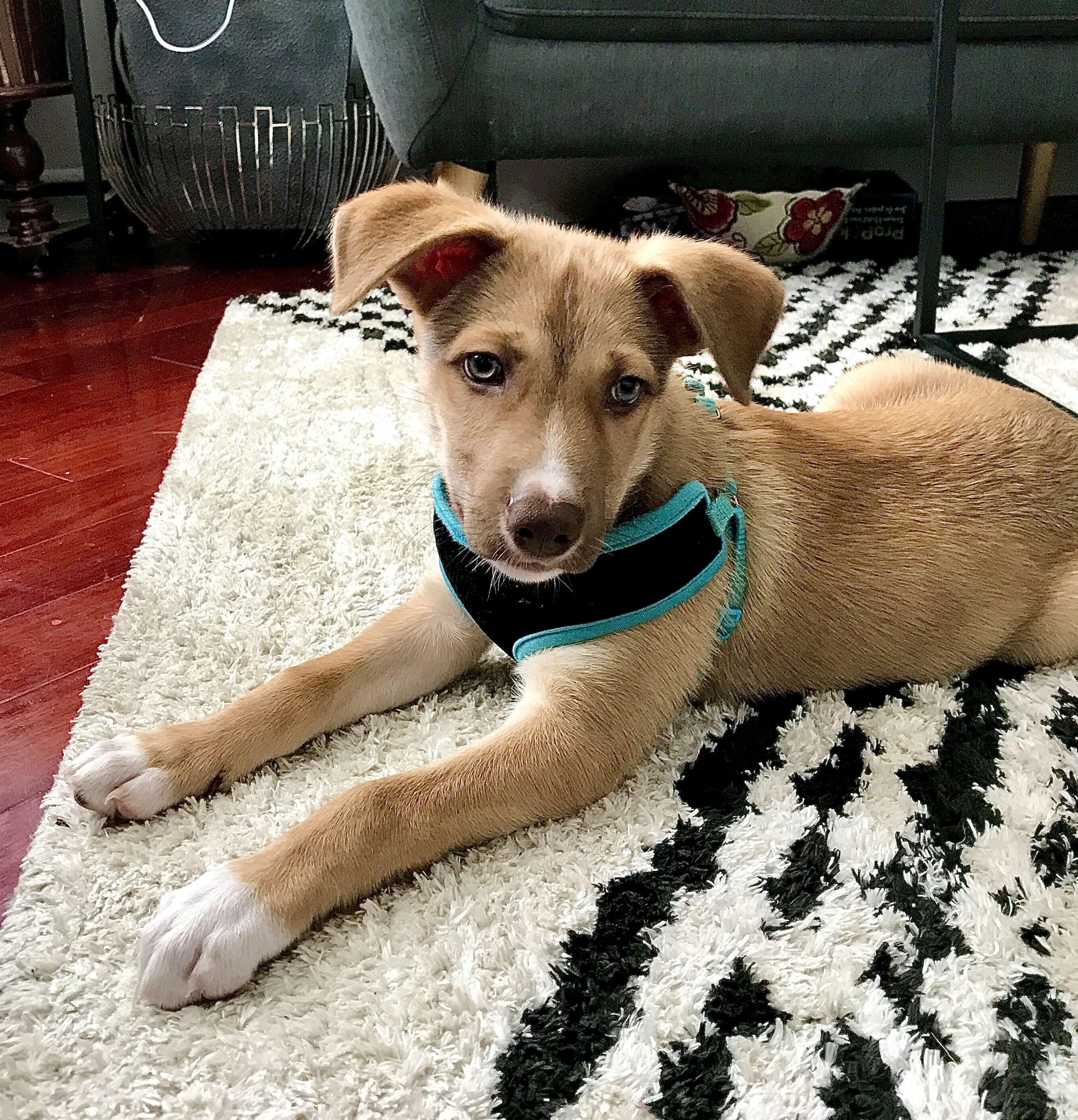 Enlarge Oro, a Adoptable mixed breed in Oakville, ON image 3/6