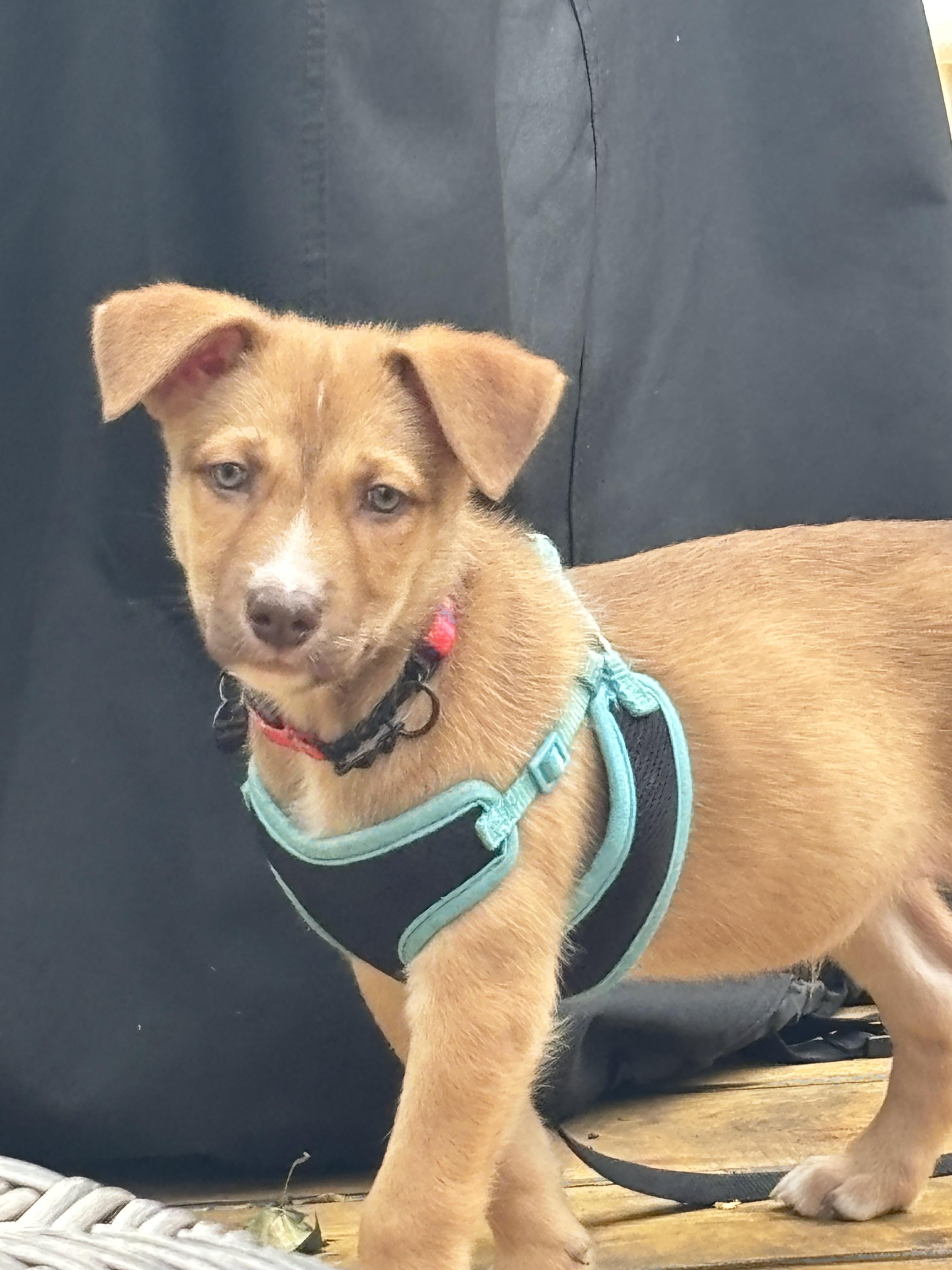 Enlarge Oro, a Adoptable mixed breed in Oakville, ON image 6/6