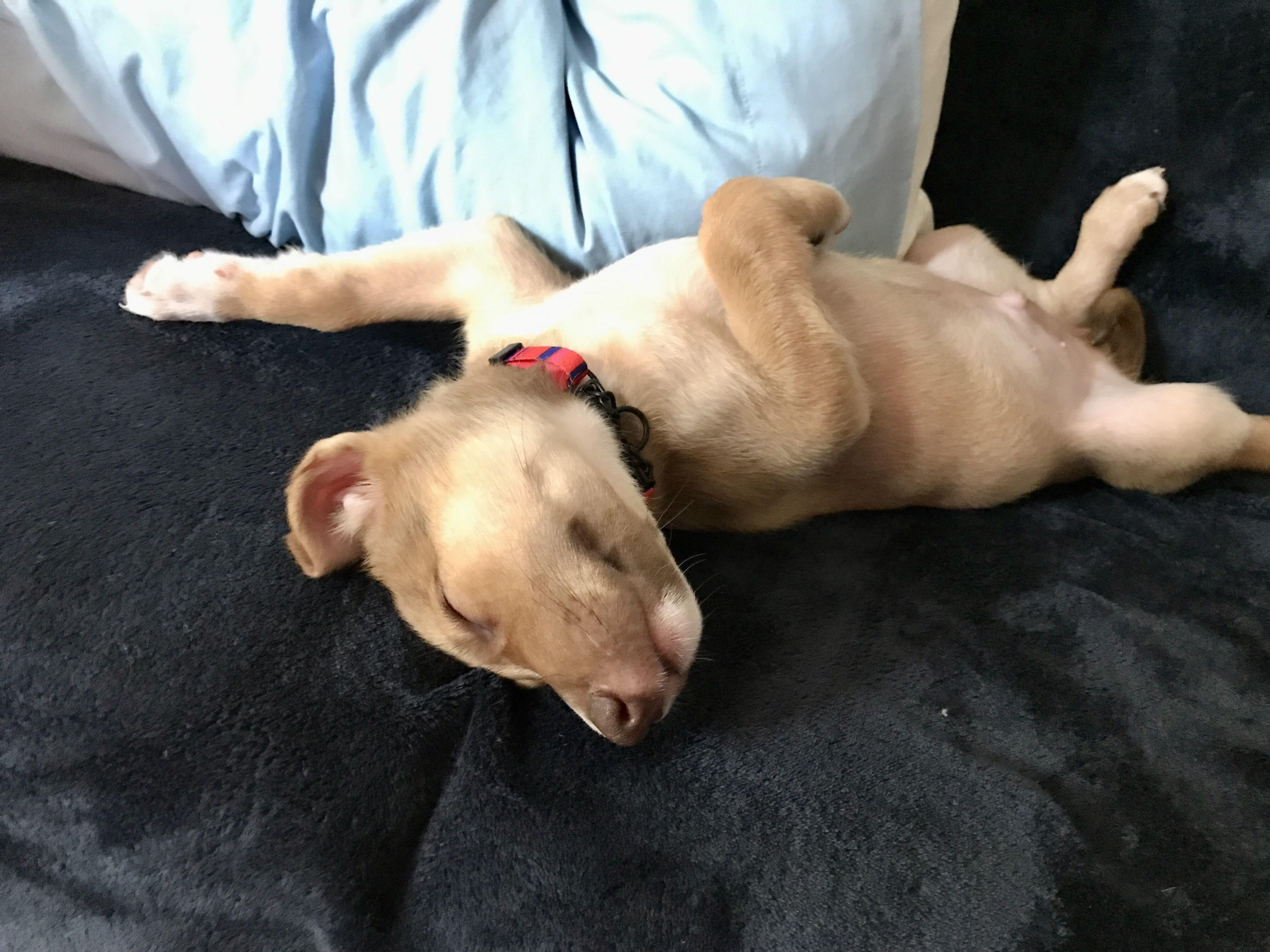 Enlarge Oro, a Adoptable mixed breed in Oakville, ON image 4/6