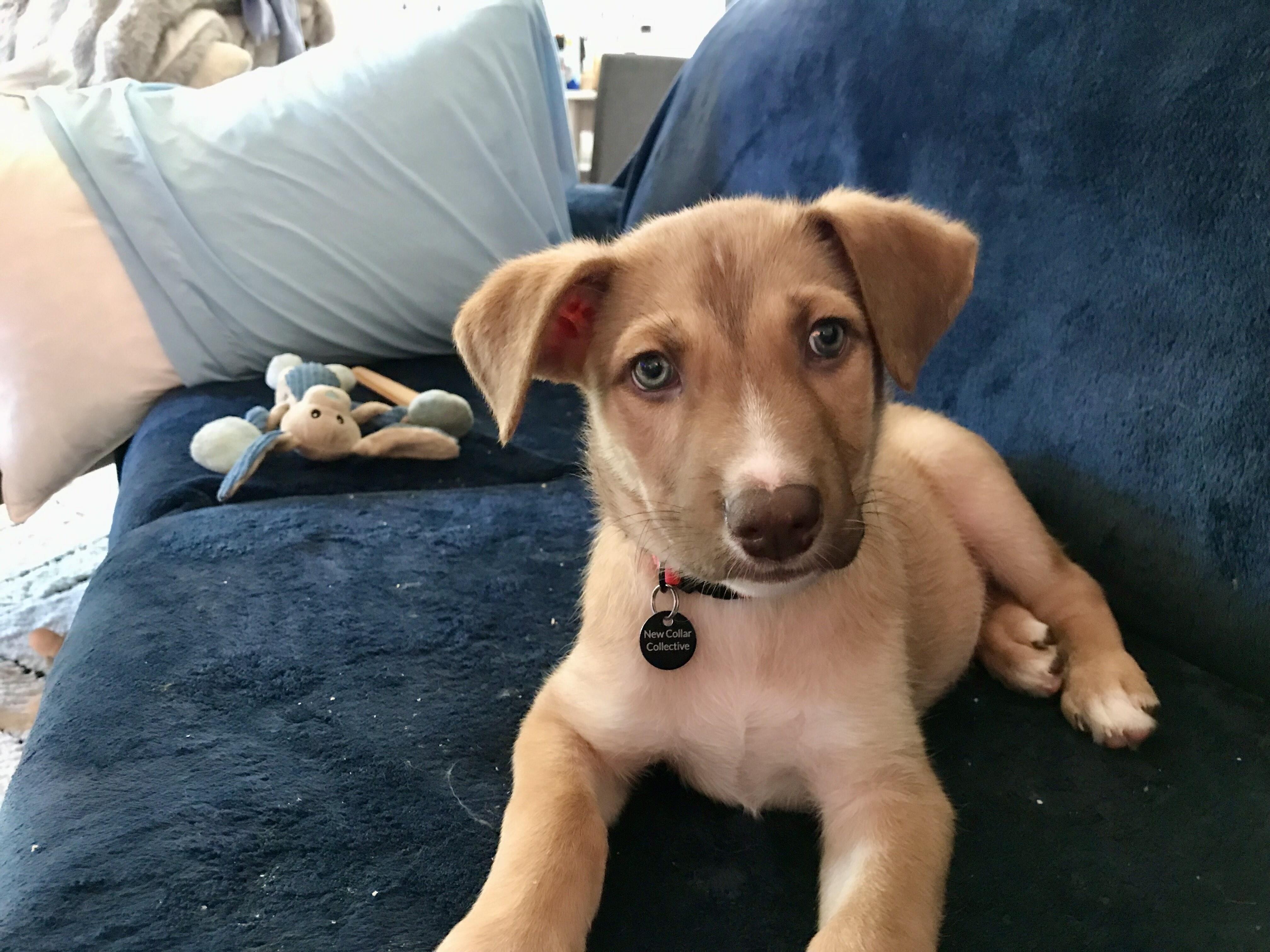 Enlarge Oro, a Adoptable mixed breed in Oakville, ON image 5/6