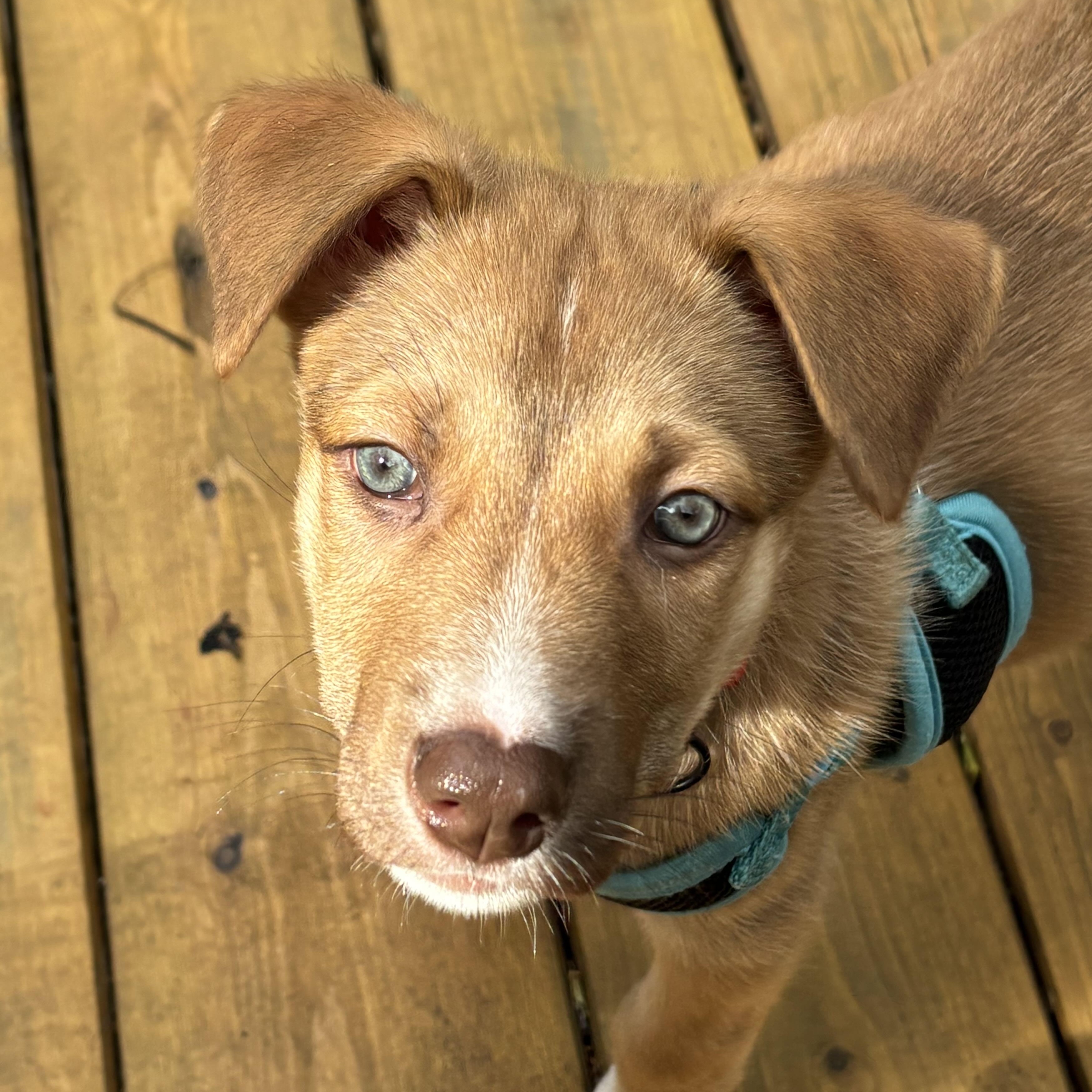 Oro, Adoptable, Puppy Male Shepherd & Husky.