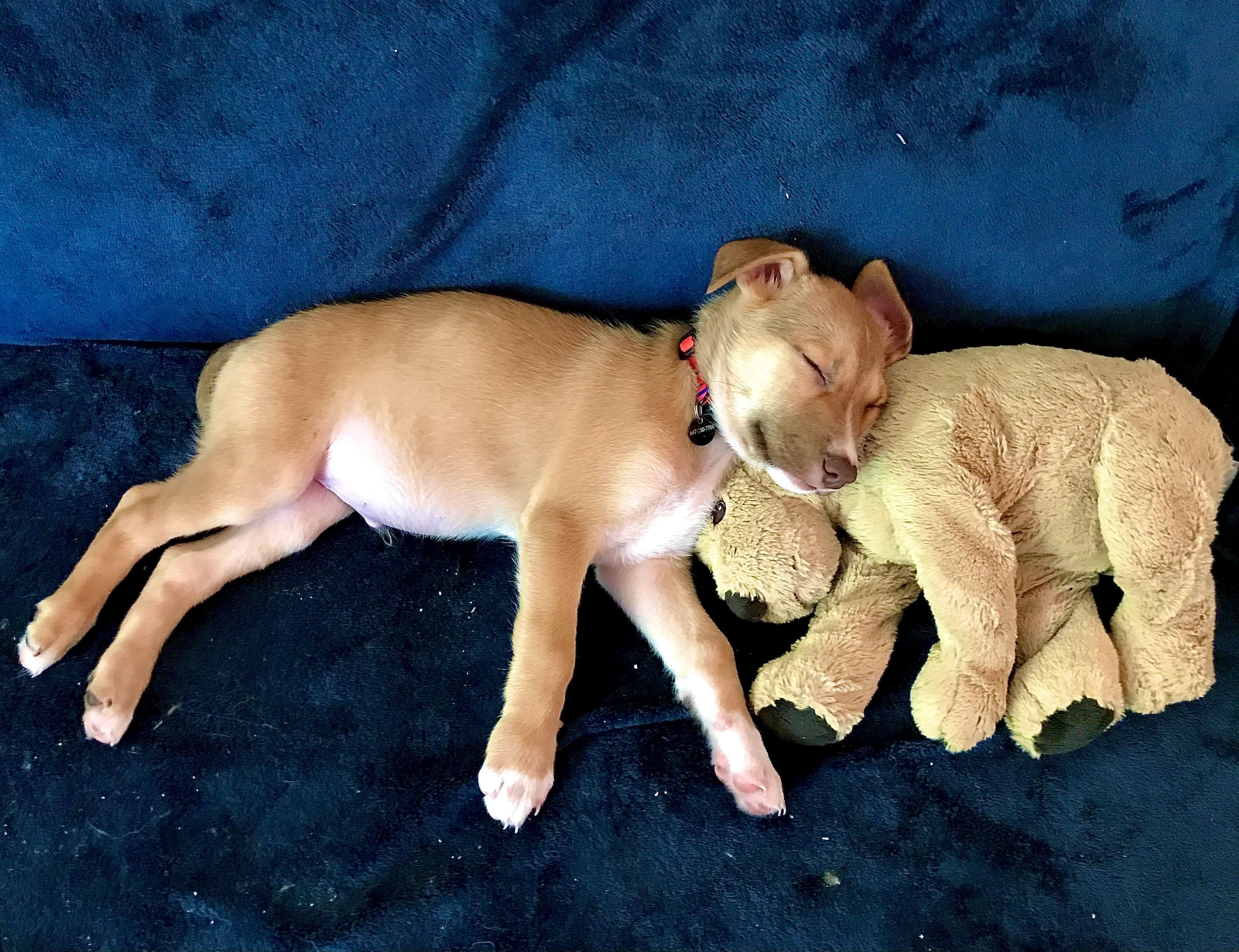 Enlarge Oro, a Adoptable mixed breed in Oakville, ON image 2/6