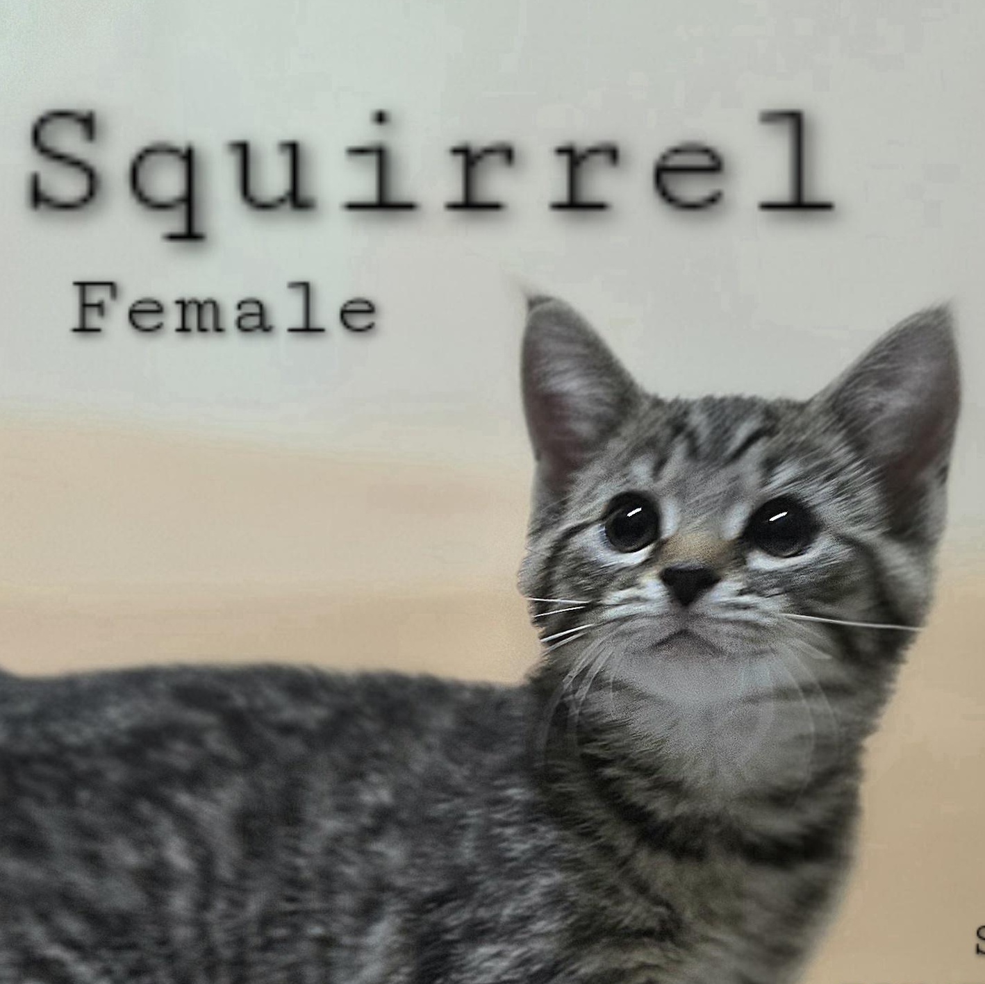 Squirrel, an adoptable Siamese & Tabby Mix in Quincy, OH_image-1