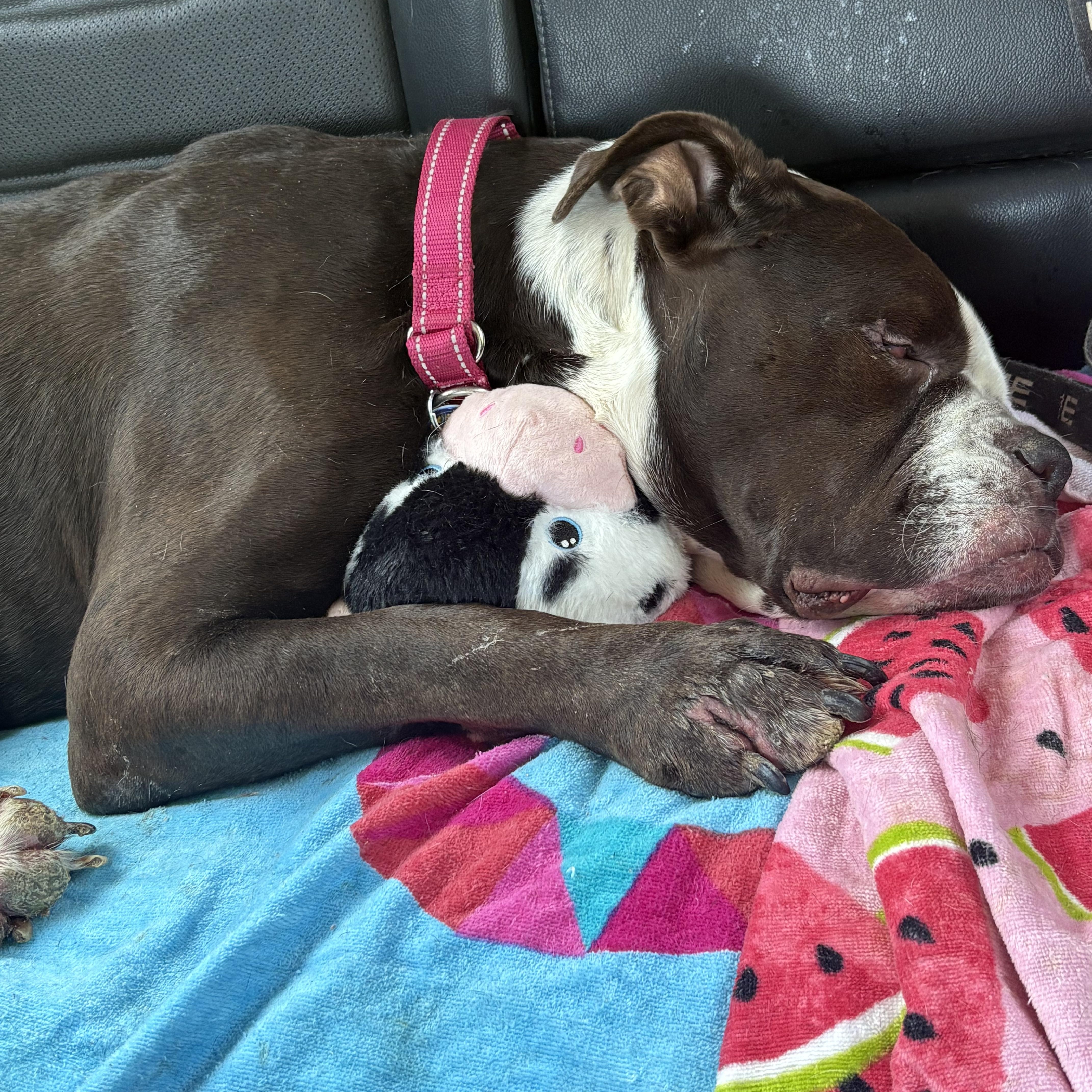 Enlarge Dolly, a Adoptable mixed breed in Severn, MD image 4/6